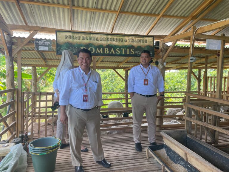 Domba sehat di peternakan Dombastis siap untuk aqiqah