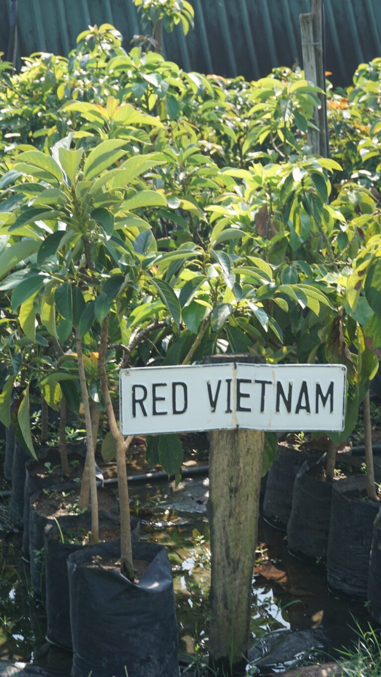 Santri Insan Kamil sedang merawat pohon alpukat di lahan pesantren