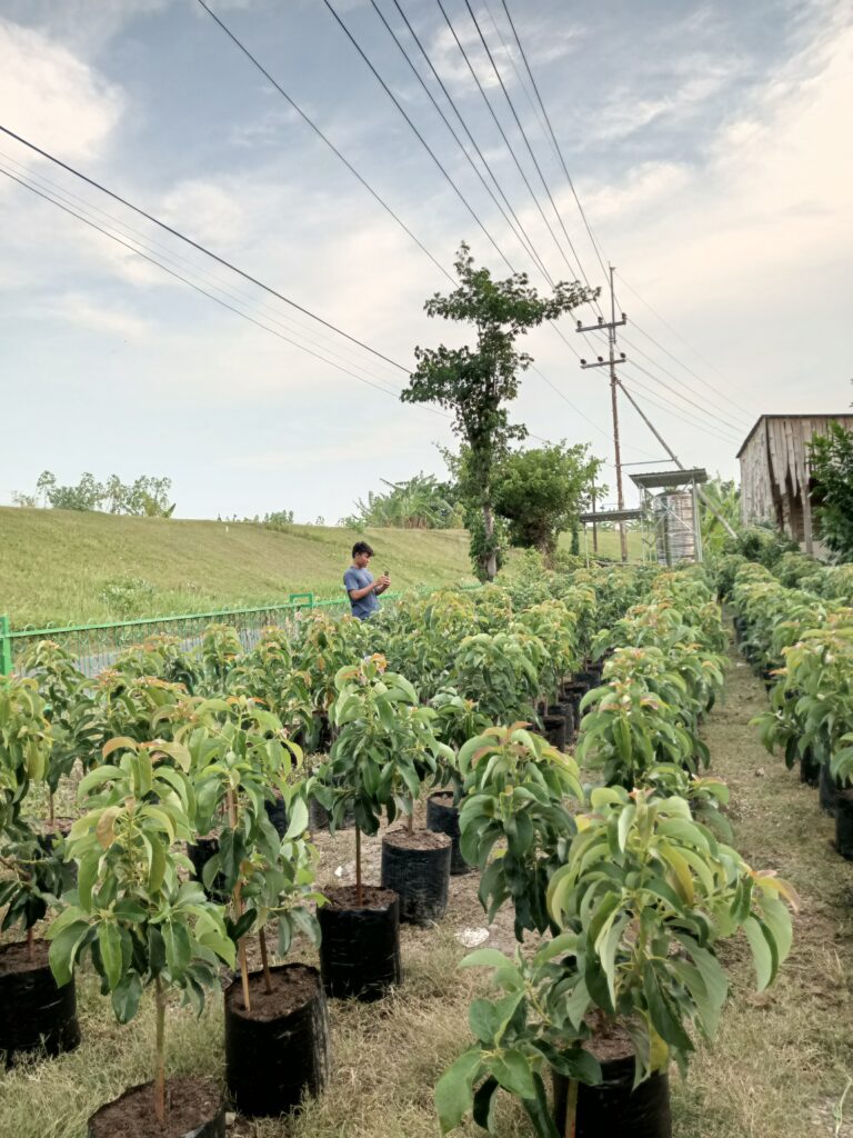 Santri Pesantren Insan Kamil merawat kebun alpukat Astana Avocado.