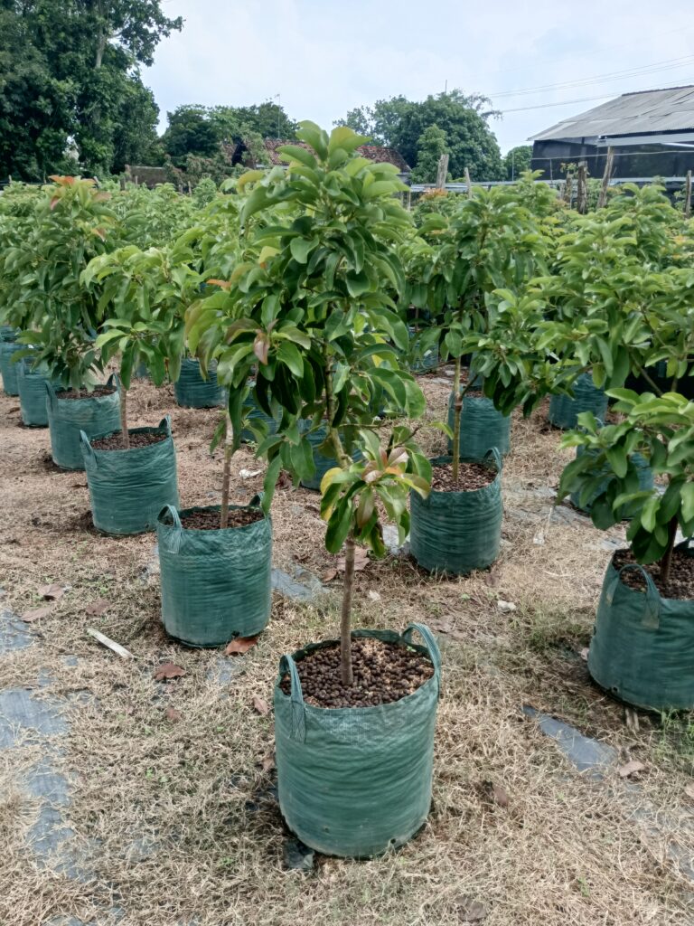 Santri belajar mengelola kebun alpukat di Astana Avocado sebagai bagian dari program kewirausahaan.