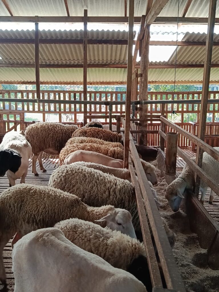 Menguak Rahasia Domba Aqiqah Sehat Dombastis