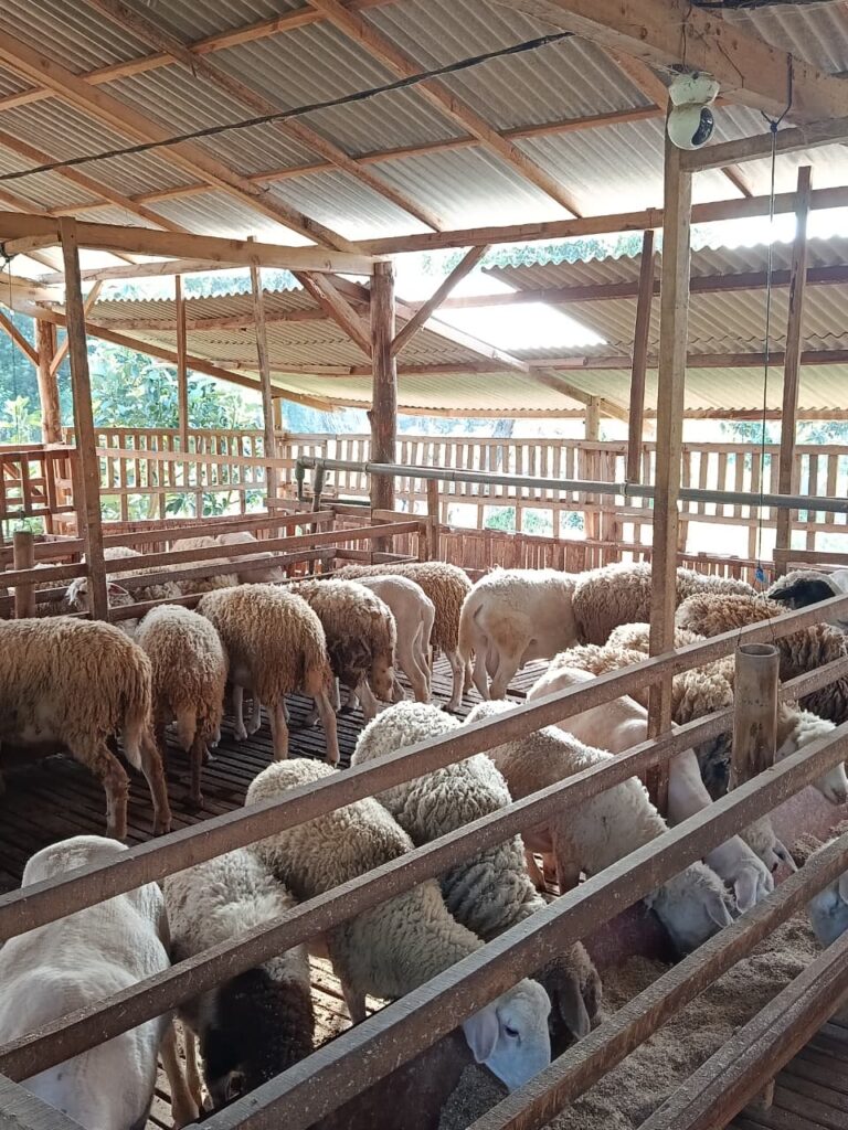 Ilustrasi peternak Indonesia sedang memberi pakan rumput hijau kepada domba-domba sehat di kandang panggung modern.