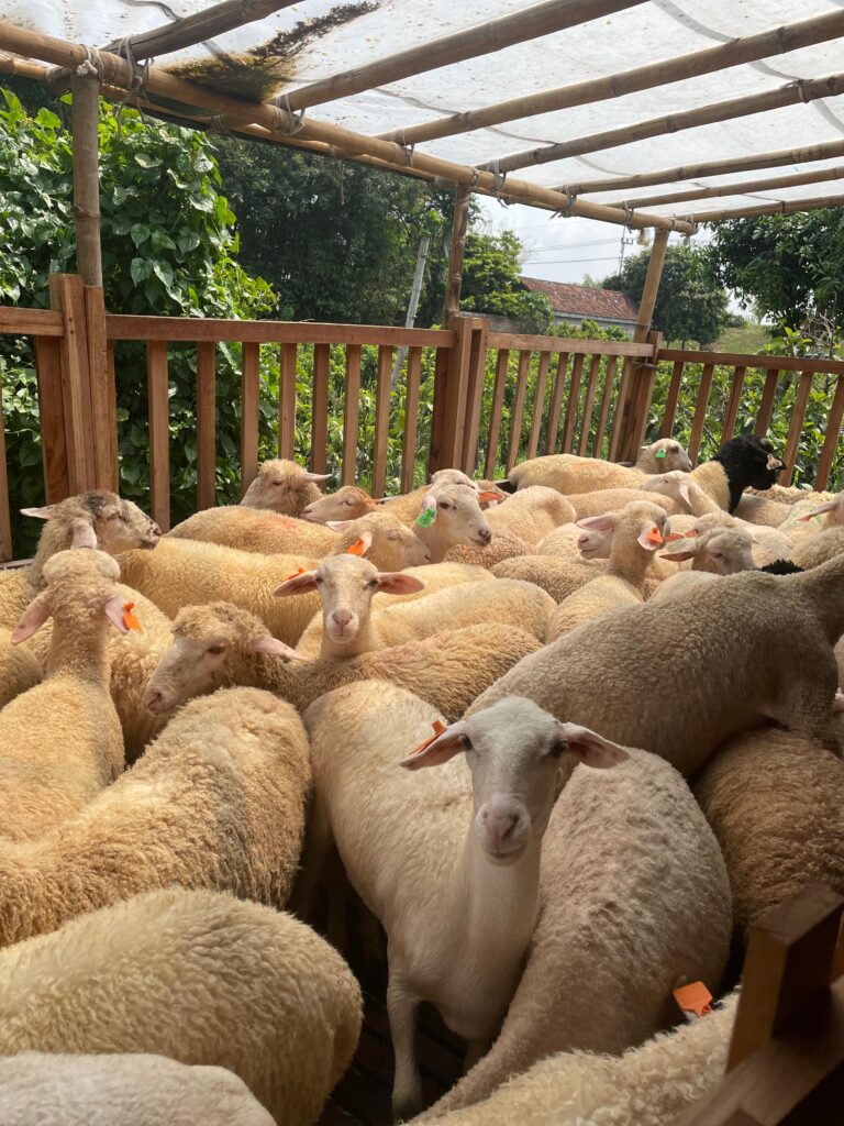 Domba siap sembelih di Dombastis