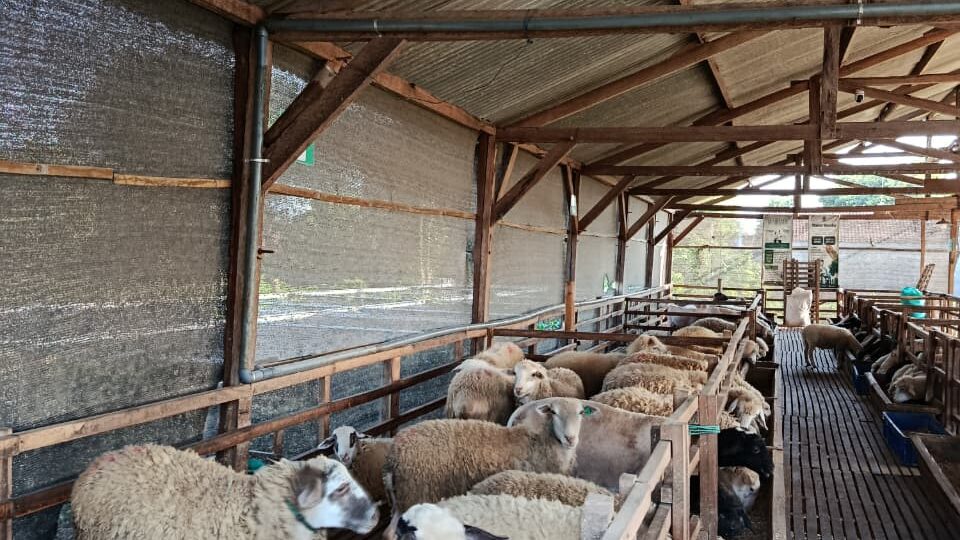 domba siap qurban dan aqiqah di peternakan Dombastis tahun 2025