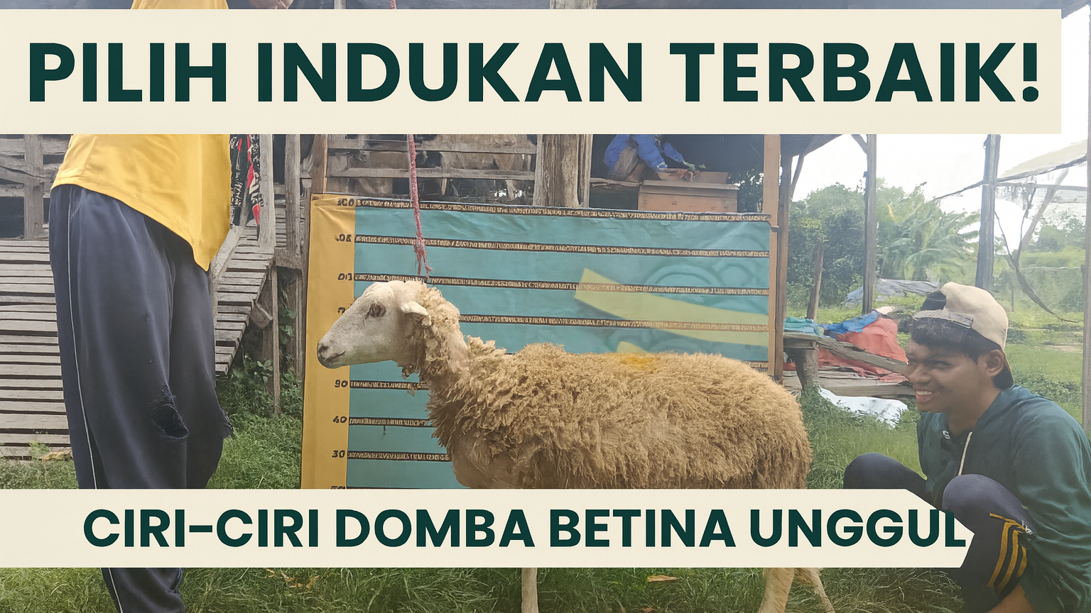 indukan domba unggul